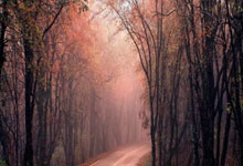 纽约伴游模特预约